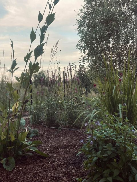 A Prairie Garden from Scratch