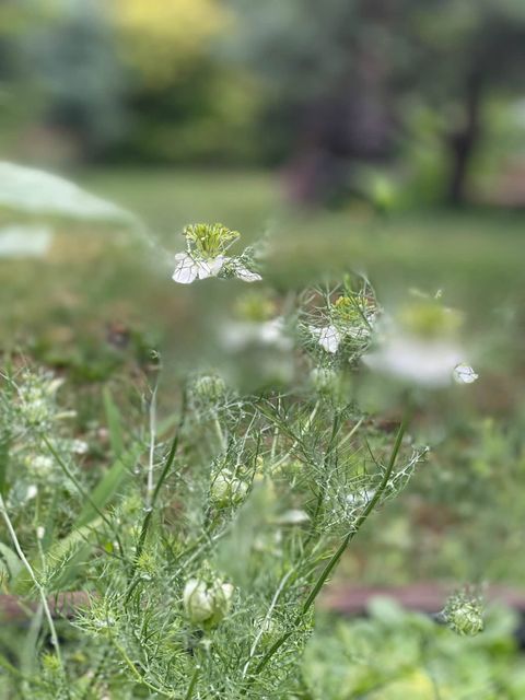 Mój ogród – przestrzeń eksperymentów i naturalnych rozwiązań