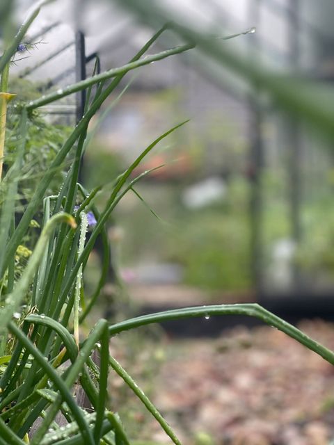 Mój ogród – przestrzeń eksperymentów i naturalnych rozwiązań