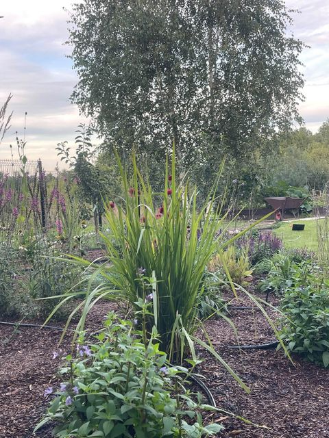 A Prairie Garden from Scratch